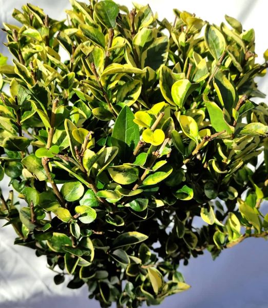 Ligustrum ovalifolium 'Aureum' na 50cm kmeni